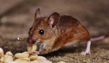 24 Hour & Emergency Exterminators in Brenton, WV